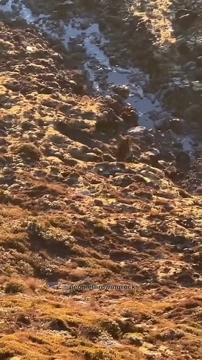 55K views · 523 reactions | Nice camera tracking, 8.5 | People Throwing Rocks | Facebook