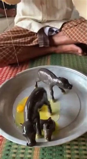 Buffalo blessing ceremony #HelloWorld