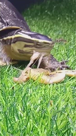 ASMR of animals eating#asmrsounds #asmr #feedshorts