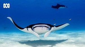 25K views · 158 reactions | Tristan was kayaking at East Point when he came across this beautiful manta ray  “My CDU marine friends say it’s a reef manta ray, one of two species of mantas. They were feeding on schools of small fish and you quite often see them doing big loops in the water to scoop up a big mouthful. “  Tristan's Gone Filming Download the ABC NEWS App: https://ab.co/abcnewsapp Subscribe to ABC Newsmail: https://ab.co/abcnewsmail | ABC Darwin | Facebook