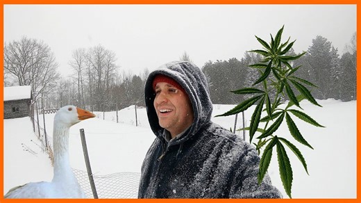 Building a Vermont farm using hemp and guard geese