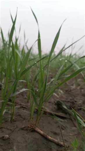 #kisaan #attitude #farming #status #nature #love #viralvideo #youtube #shorts