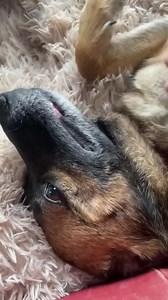 46K views · 3.9K reactions | Goodnight from the stormy little red barn  ⛈ #lovethislittleredbarn #notyouraverageshelter #pennylanepups #nevertoolateforahappilyeverafter #youcanmakeadifference #fosteringsaveslives #adoptdontshop #littleredbarn Apply to adopt at: www.alwaysandfurever.org/forms | Always & Furever Midwest Animal Sanctuary | Facebook