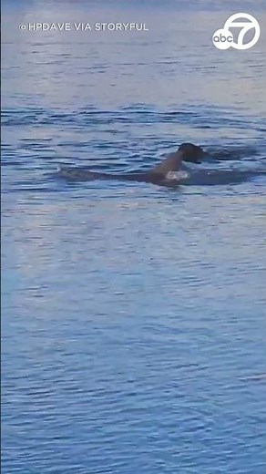 Dog and dolphin swim together during playful game in South Australia