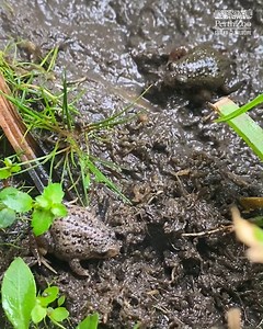 It might be 2022, but we're still celebrating some wins from last year! Together with our colleagues at Parks and Wildlife Service, Western Australia we released more than 100 Critically Endangered White-bellied Frogs back into Western Australia's South West late last year in an effort to boost population numbers. 🐸 Every year we give our froggy friends a head-start in life by collecting eggs from the wild and rearing them at the Zoo through their vulnerable development stage before releasing t