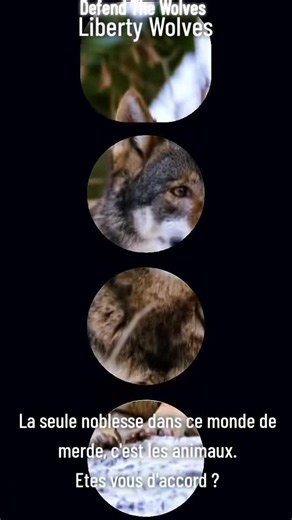 Vidéos de DEFEND THE WOLVES (@defendthewolves) avec son original - DEFEND THE WOLVES