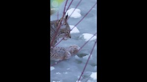 2.7K views · 152 reactions | ZOO mooi is Gaia! Ieder seizoen is prachtig, maar de winter is magisch! In GaiaZOO kun je ieder seizoen genieten van al het moois dat moeder aarde te bieden heeft... ❄️歷⛄泥 #Winter #GaiaZOO #Winterwereld #Winterwonderland #Sneeuw #Genieten | GaiaZOO | Facebook