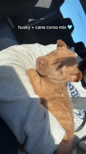 Meet Zeus: The Adorable Husky and Cane Corso Mix
