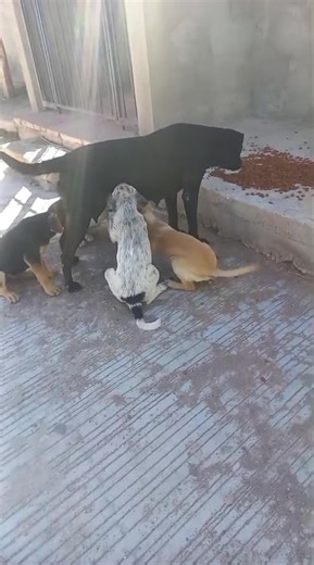 8.5K views · 135 reactions | Amigos estamos buscando alguien que tenga una casita grande, que ya no use en buen estado que nos pudiera donar, para unos perritos que alimentamos en rósales, están en situación de calle y lamentablemente no hemos logrado encotrar hogar temporal para ellos y su mami, nos apoyas  nosotros nos hacemos cargo de todos los gastos y alimento  | Mascotas en Adopción de Ciudad Delicias A.C. | Facebook