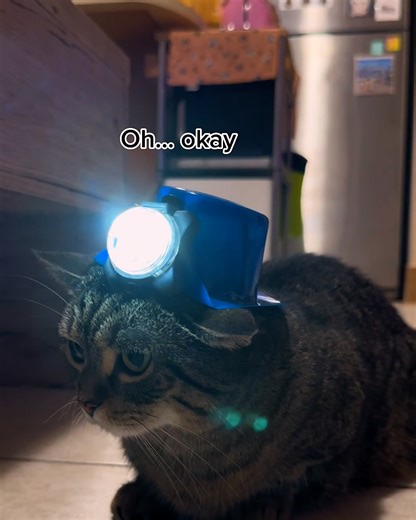 Owner Tells Cat to Hold the Flashlight for Him!🔦😼 | MetDaan Animals