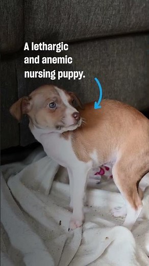 Over 60 dogs rescued from alleged neglect in central Texas
