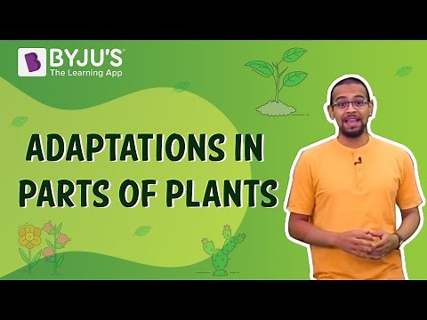 Adaptation in Parts of Plants | Class 4 I Learn with BYJU'S