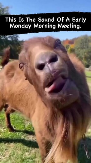 Funny Sheep Videos with Hilarious Sounds | Cute and Entertaining Compilation