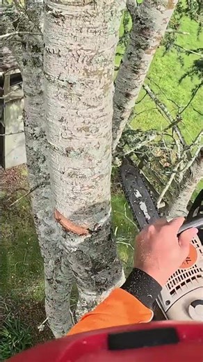 #arborist #treecutting