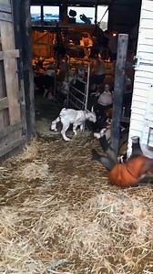 641K views · 143 reactions | Farm animal escape | AI Is Cursed | Facebook