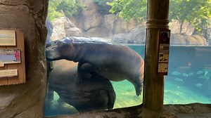 3.2M views · 20K reactions | Excuse me.... | Cincinnati Zoo & Botanical Garden | Facebook