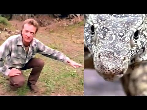 Megalania" Giant Goanna Sighting