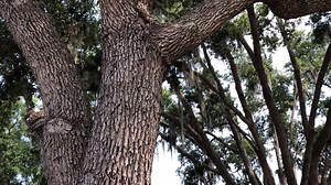 25 reactions · 5 comments | Two iconic and large oak trees were...