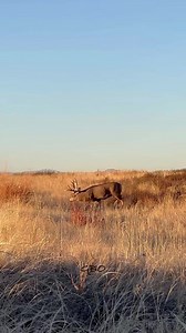 27K views · 541 reactions | DEER XING 歷 www.GoodBullGuided.com | Good Bull Guided | Facebook