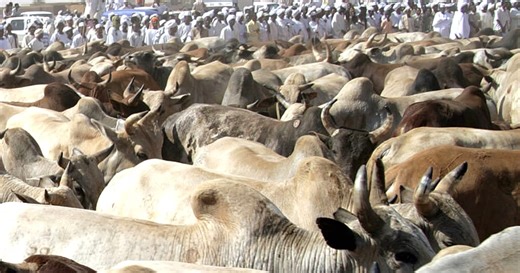 World Health Organization reports 42 deaths from Rift Valley Fever in Mauritania and Senegal | Africanews