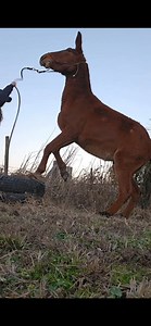Anybody that cries abuse...here is PETAS direct hotline: 757-622-7382. To answer a few questions: •This is a green mule I just started. •He is not aggressive and never has been •Yes he has been castrated •I do not train with treats typically. Haven't used them with this mule at all. •He has never been nippy. Obviously it didn't break the skin, but I do have a decent bruise from it. It could have been much worse. Let's all take a moment and remember the stallion that was brought to a Buck Brennam