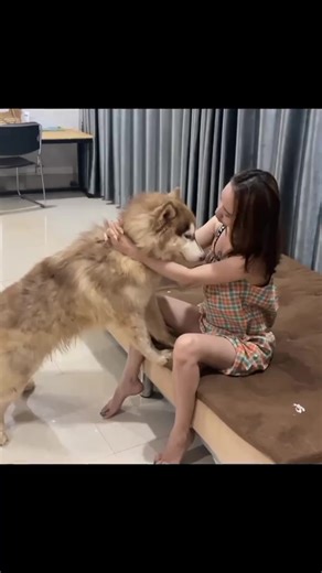 #naughtydog #dogknotting #dogknottinggirl #dogknottingk9usa #usa🇺🇸