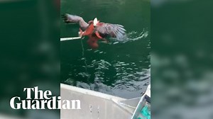 Octopus gets revenge on eagle that tried to attack.