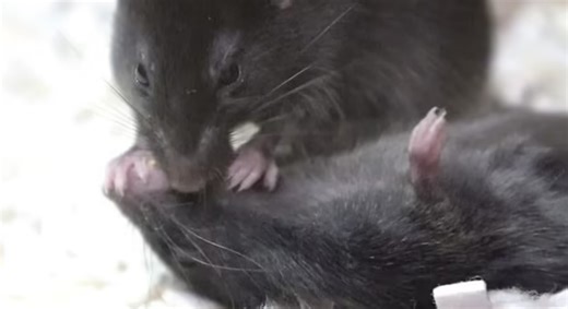 Watch incredible moment hero mouse gives ‘CPR’ to unconscious pal