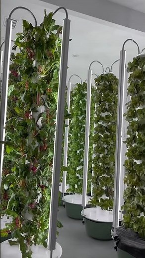Vertical farming with aeroponic towers allows you to grow outdoors, indoors, or in a greenhouse.