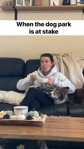 7.7M views · 359K reactions | Teamwork makes the dream work 邏 Also posted on my main account Layla the Boxer ❤️ #funnydogs #dogskit #skit #dogactor #australianshepherd #heeler #whiteboxer #boxer #boxerdog #dogvideos #cutedogs #comedy #comedyskit #funnydogvideos | Manthy’s | Facebook