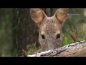 Deer Diaries: Cervidae Family Around the Globe!