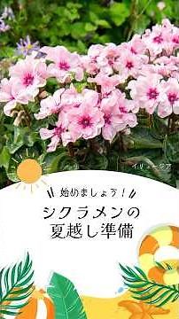 シクラメンの夏越し準備
