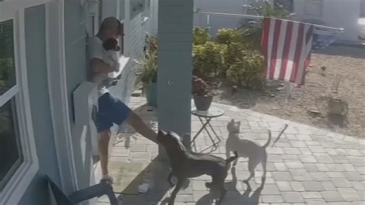 Ormond-by-the-Sea neighbors terrorized by loose dogs for months, exclusive Ring video shows attack