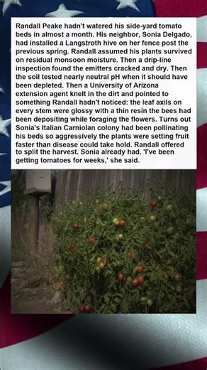 BACKYARD BEEHIVE KEEPS ARIZONA NEIGHBORS TOMATOES ALIVE ALL