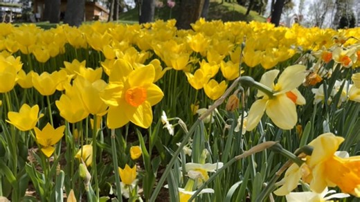 Free video - Daffodil, Flower, Yellow, Park