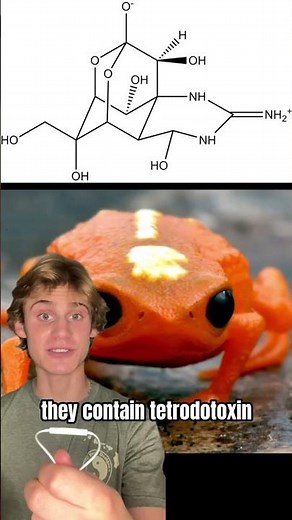 Meet the pumpkin toadlet! This adorable frog is only as big as a skittle!