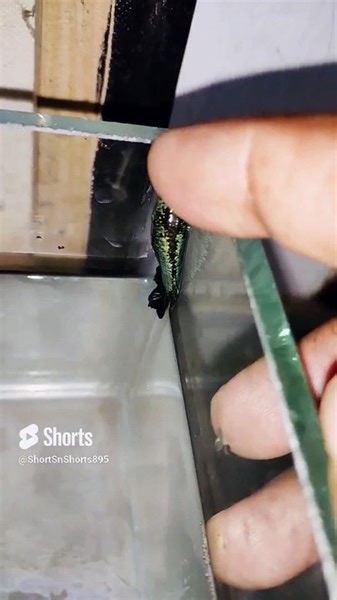 crazy betta likes to stick to the sides of their fish tank colorfishsns895 - video Dailymotion