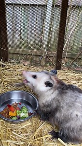 We interrupt your day to bring you an adorable opossum bed and some cool opossum facts! | Reflection Riding