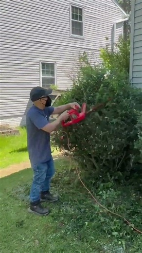 #how to trim boxwood using hedge trimming