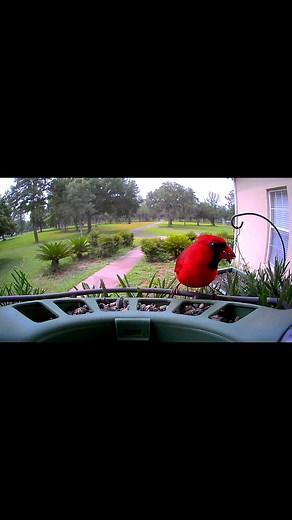 This is a cool observation; a male Northern Cardinal feeding his fledgling. So sweet. | Kaylynn McKathan