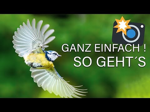 Photographing Blue Tits IN FLIGHT 🦅 Birds in flight with these settings