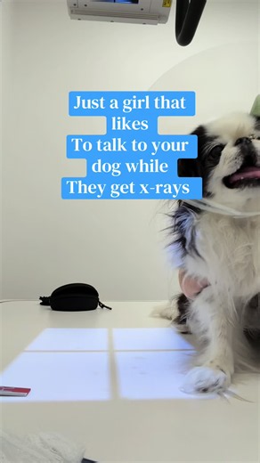 Free pet therapy session while they get x-rays