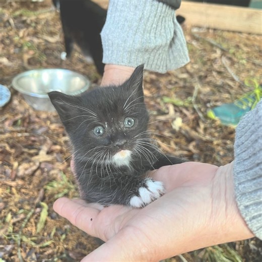 Fosters Needed! If you are looking for a way to help animals, please consider fostering! Fostering is a very rewarding experience and allows you to help countless animals. If you would like to foster any of these dogs or cats please email Emily, emily2@aarfws.org. To stay in the loop with animals needing foster homes please visit our Trello Board: https://trello.com/invite/b/i0q6302k/ATTI31edfff93f53de961e39ed5bf30c70459DD60222/aarf-foster-animals In order of pictures: 4-week-old kittens (litter