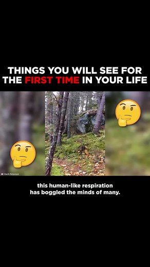 Breathing Forest: Exploring Nature's Phenomenon