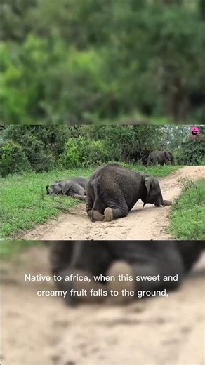 funny drunk animals. partying🎉🍃