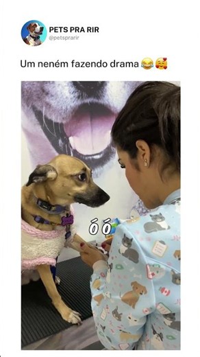 O drama veio antes da agulha 🐶🎭