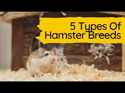 Understanding the Different Hamster Breeds - 5 Types Of Hamster Breeds.