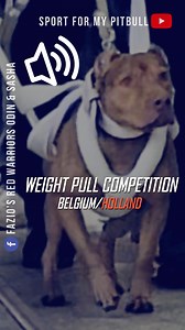 SASHA, 🥰American Pit bull Terrier, Championne de Belgique de WEIGHT PULL ( 20kg) / ODIN 2è place ( 25kg) [Explications Sub.Titles ENG] SPORT FOR MY PITBULL *🏀 Harnais de tractions et colliers personnalisés disponibles par messages privés.🤝😍 #pitbull #weightpulling #workingdog #adba #ukc #dog #chien | Fazio's Red warriors ODIN & SASHA - Pitbull UKC
