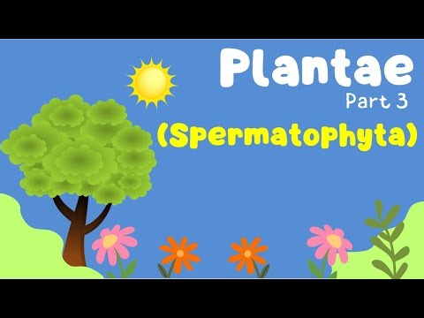 Kingdom Plantae part 3 (Spermatophyta) - Biology class 10 SMA