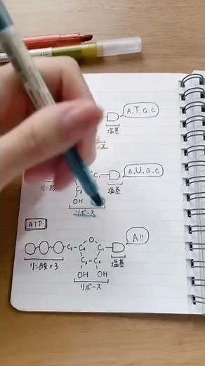 DNAとRNAとATPのちがい